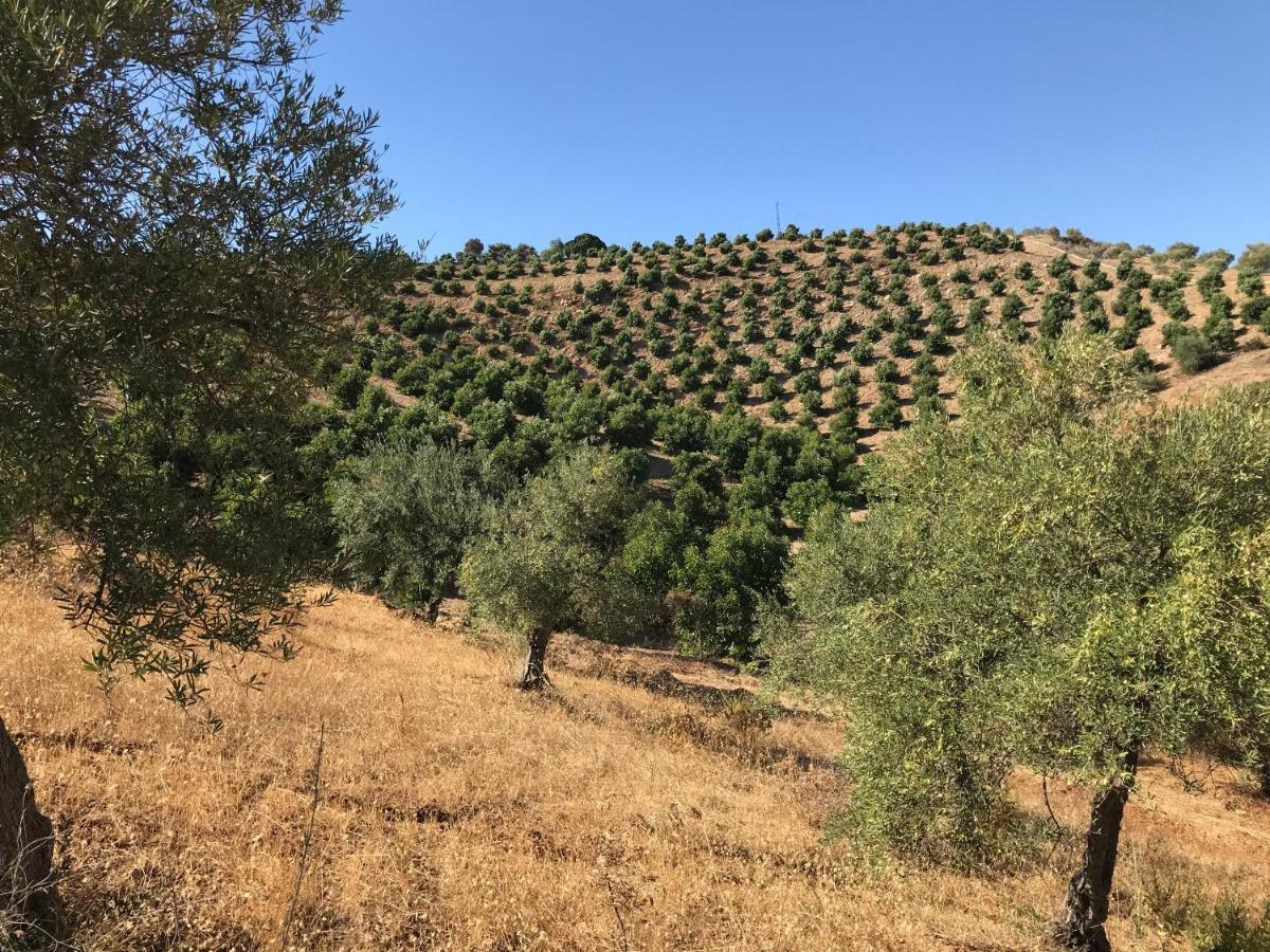 Studio Views Apartment, Cortijo Fruitful Hills Malaga Luaran gambar